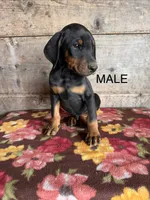 Male , a female Doberman Pinscher for sale in Vermontville, MI – 2 of 3