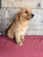 Male , a male Golden Retriever for sale in Vermontville, MI – 2 of 5