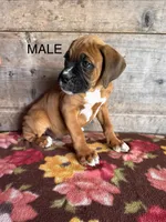 Male, a male Boxer for sale in Vermontville, MI – 2 of 3