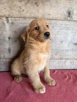 Male , a male Golden Retriever for sale in Vermontville, MI – 3 of 5