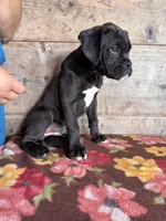 Male , a male Boxer for sale in Vermontville, MI – 3 of 3