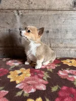 Male, a male Pembroke Welsh Corgi for sale in Vermontville, MI – Photo 4 of 4