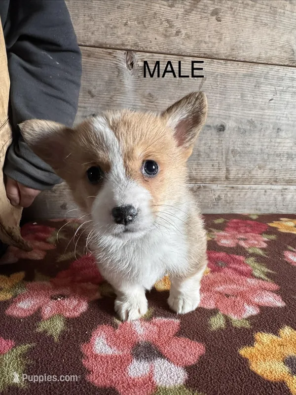 Male – Pembroke Welsh Corgi puppy for sale in Vermontville, MI