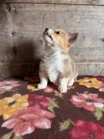 Male, a male Pembroke Welsh Corgi for sale in Vermontville, MI – Photo 2 of 4