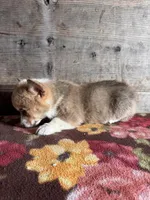 Male, a male Pembroke Welsh Corgi for sale in Vermontville, MI – Photo 3 of 4