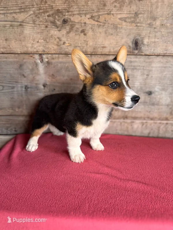 Male  – Pembroke Welsh Corgi puppy for sale in Vermontville, MI