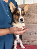 Male , a male Pembroke Welsh Corgi for sale in Vermontville, MI – 2 of 5