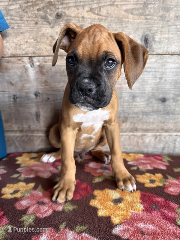 Male – Boxer puppy for sale in Vermontville, MI