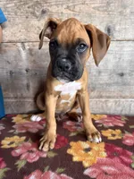 Male, a male Boxer for sale in Vermontville, MI – 1 of 3