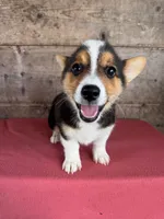 Male , a male Pembroke Welsh Corgi for sale in Vermontville, MI – 3 of 5