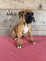 Male, a male Boxer for sale in Vermontville, MI – 1 of 3