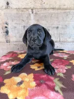 Female , a female Labrador Retriever for sale in Vermontville, MI – 2 of 7