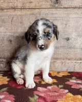 Male , a male Miniature American Shepherd for sale in Vermontville, MI – 5 of 5