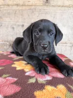 Female , a female Labrador Retriever for sale in Vermontville, MI – 3 of 7