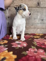 Female , a male Miniature American Shepherd for sale in Vermontville, MI – 5 of 5