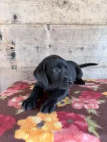 Female , a female Labrador Retriever for sale in Vermontville, MI – 7 of 7
