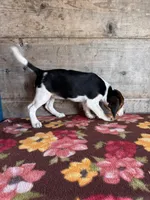 Female , a female Beagle for sale in Vermontville, MI – 3 of 3
