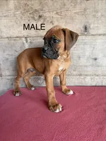 Male , a male Boxer for sale in Vermontville, MI – 2 of 3