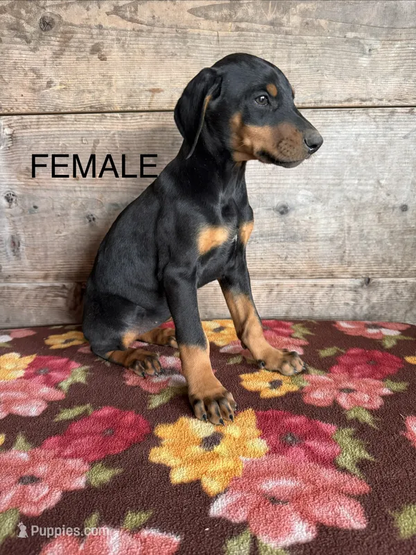Female  – Doberman Pinscher puppy for sale in Vermontville, MI