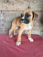 Male, a male Boxer for sale in Vermontville, MI – 4 of 6