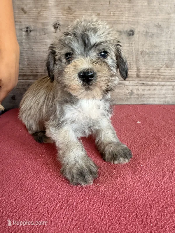 Female  – Miniature Schnauzer puppy for sale in Vermontville, MI