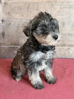 Female , a female Miniature Schnauzer for sale in Vermontville, MI – 2 of 3