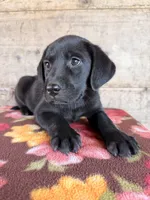 Female , a female Labrador Retriever for sale in Vermontville, MI – 6 of 7