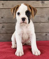 Male , a male Boxer for sale in Vermontville, MI – 2 of 2