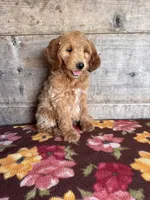 Female, a female Miniature Goldendoodle for sale in Vermontville, MI – 2 of 4