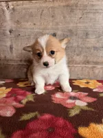 Female, a female Pembroke Welsh Corgi for sale in Vermontville, MI – 5 of 5