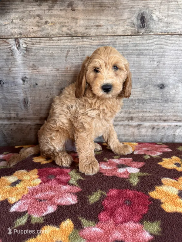 Male – Miniature Goldendoodle puppy for sale in Vermontville, MI