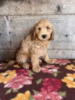 Male, a male Miniature Goldendoodle for sale in Vermontville, MI – 3 of 3