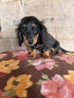 Female , a female Miniature Dachshund for sale in Vermontville, MI – 2 of 7