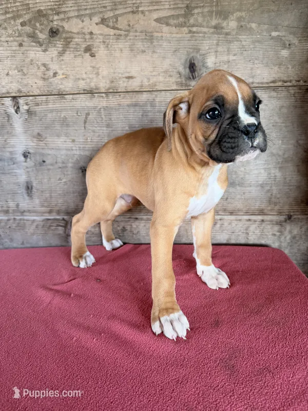 Male – Boxer puppy for sale in Vermontville, MI
