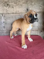 Male, a male Boxer for sale in Vermontville, MI – 1 of 6