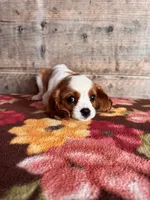 Male , a male Cavalier King Charles Spaniel for sale in Vermontville, MI – 3 of 3