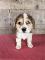 Female , a male Pembroke Welsh Corgi for sale in Vermontville, MI – 3 of 7
