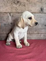 Male , a male Labrador Retriever for sale in Vermontville, MI – 2 of 5