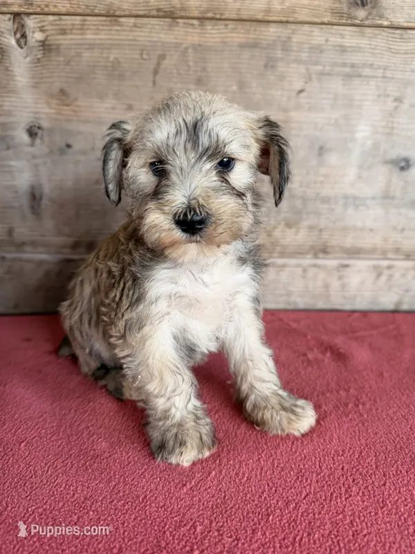 Female  – Miniature Schnauzer puppy for sale in Vermontville, MI