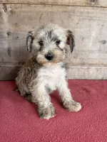 Female , a female Miniature Schnauzer for sale in Vermontville, MI – 1 of 2