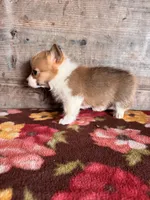 Female, a female Pembroke Welsh Corgi for sale in Vermontville, MI – 2 of 5