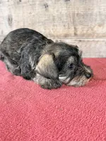 Male , a male Miniature Schnauzer for sale in Vermontville, MI – 3 of 4