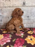 Female , a female Miniature Goldendoodle for sale in Vermontville, MI – 4 of 4