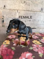 Female , a female Miniature Dachshund for sale in Vermontville, MI – 2 of 4