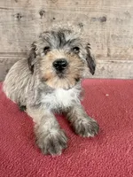 Female , a female Miniature Schnauzer for sale in Vermontville, MI – 3 of 4