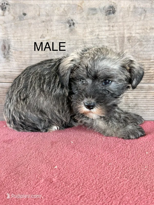 Male  – Miniature Schnauzer puppy for sale in Vermontville, MI