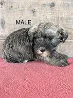 Male , a male Miniature Schnauzer for sale in Vermontville, MI – 2 of 4
