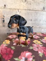 Female , a female Miniature Dachshund for sale in Vermontville, MI – 1 of 4