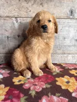 Female , a female Golden Retriever for sale in Vermontville, MI – 2 of 4