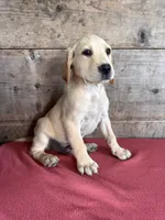 Male , a male Labrador Retriever for sale in Vermontville, MI – 4 of 5